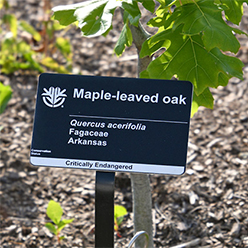 Plant sign with common name, scientific name and other species details